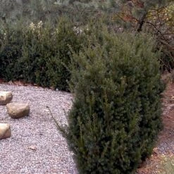 Taks 'Hillii' Taxus Media 'Hillii' Med Klump,- 100-120 Cm. -Montoz Butik p4819 52851 taxus media hillii 9c69