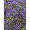 Krybeklokke Campanula Portenschlagiana 10 Cm. Potte -Montoz Butik p489 27766 campanula portenschlagiana a73f