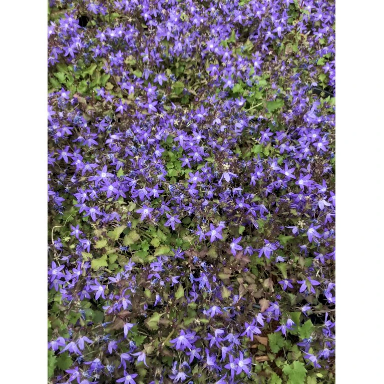 Krybeklokke Campanula Portenschlagiana 10 Cm. Potte 3 Krybeklokke Campanula Portenschlagiana 10 Cm. Potte