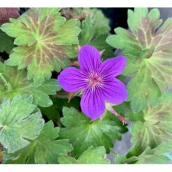 Wlassows Storkenæb Geranium Wlassovianum 1 Liter Potte