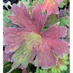 Wlassows Storkenæb Geranium Wlassovianum 1 Liter Potte 8 Wlassows Storkenæb Geranium Wlassovianum 1 Liter Potte -Montoz Butik p4903 36187 geranium wlassovianum fb3a