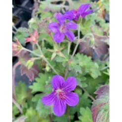 Wlassows Storkenæb Geranium Wlassovianum 1 Liter Potte 9 Wlassows Storkenæb Geranium Wlassovianum 1 Liter Potte -Montoz Butik p4903 36188 geranium wlassovianum fd17
