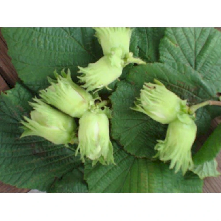 Storfrugtet Hassel 'Zellernød' Corylus Maxima 'Zellernød' 7,5 Liter Potte 3 Storfrugtet Hassel 'Zellernød' Corylus Maxima 'Zellernød' 7,5 Liter Potte