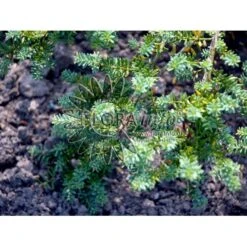 Dværg Stentaks 'Blue Gem' Podocarpus Lawrencii 'Blue Gem' Potte 3,0 Liter,- 20-25 Cm. 8 Dværg Stentaks 'Blue Gem' Podocarpus Lawrencii 'Blue Gem' Potte 3,0 Liter,- 20-25 Cm. -Montoz Butik p4957 3673 podocarpus lawrencii blue gem 9766