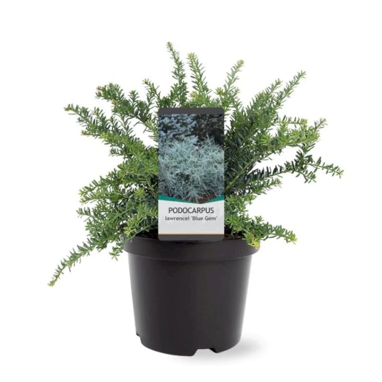 Dværg Stentaks 'Blue Gem' Podocarpus Lawrencii 'Blue Gem' Potte 3,0 Liter,- 20-25 Cm. 3 Dværg Stentaks 'Blue Gem' Podocarpus Lawrencii 'Blue Gem' Potte 3,0 Liter,- 20-25 Cm.