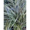 Star 'Variegata' Carex Morrowii 'Variegata' 1 Liter Potte -Montoz Butik p495 38766 carex morrowii variegata d791