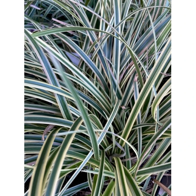 Star 'Variegata' Carex Morrowii 'Variegata' 1 Liter Potte 3 Star 'Variegata' Carex Morrowii 'Variegata' 1 Liter Potte