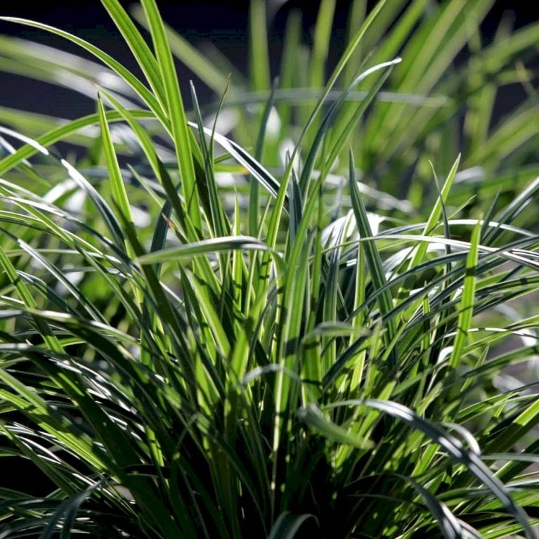 Star 'Ice Dance' Carex Morrowii 'Ice Dance' 1 Liter Potte 3 Star 'Ice Dance' Carex Morrowii 'Ice Dance' 1 Liter Potte