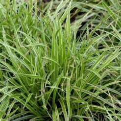 Star 'Ice Dance' Carex Morrowii 'Ice Dance' 1 Liter Potte 14 Star 'Ice Dance' Carex Morrowii 'Ice Dance' 1 Liter Potte -Montoz Butik p4966 50897 carex morrowii ice dance c583