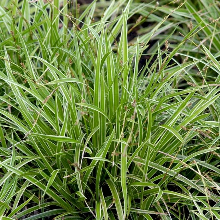 Star 'Ice Dance' Carex Morrowii 'Ice Dance' 1 Liter Potte 5 Star 'Ice Dance' Carex Morrowii 'Ice Dance' 1 Liter Potte - Billede 3