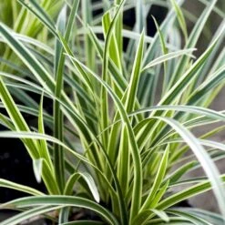 Star 'Ice Dance' Carex Morrowii 'Ice Dance' 1 Liter Potte 16 Star 'Ice Dance' Carex Morrowii 'Ice Dance' 1 Liter Potte -Montoz Butik p4966 50899 carex morrowii ice dance 9d7b