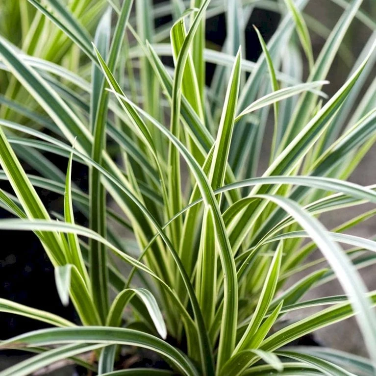 Star 'Ice Dance' Carex Morrowii 'Ice Dance' 1 Liter Potte 7 Star 'Ice Dance' Carex Morrowii 'Ice Dance' 1 Liter Potte - Billede 5