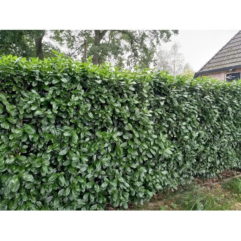 Kirsebærlaurbær 'Novita' Prunus Laurocerasus 'Novita' Med Klump,- 125-150 Cm. 4 Kirsebærlaurbær 'Novita' Prunus Laurocerasus 'Novita' Med Klump,- 125-150 Cm. - Billede 2