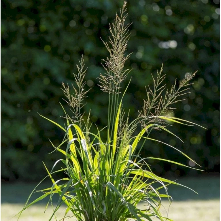 Pibegræs 'Transparent' Molinia Arundinacea 'Transparent' 1 Liter Potte 3 Pibegræs 'Transparent' Molinia Arundinacea 'Transparent' 1 Liter Potte