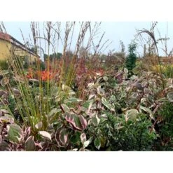 Pibegræs 'Transparent' Molinia Arundinacea 'Transparent' 1 Liter Potte 8 Pibegræs 'Transparent' Molinia Arundinacea 'Transparent' 1 Liter Potte -Montoz Butik p4972 38561 molinia arundinacea transparant c3f3