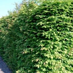 Nyankomne 23 Avnbøg Carpinus Betulus Barrods,- 3 års (1/2) 100-125 Cm. Hækkvalitet.
