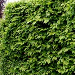 Nyankomne -Montoz Butik p500 54056 carpinus betulus 28d9