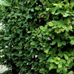 Avnbøg Carpinus Betulus Barrods,- 3 års (1/2) 100-125 Cm. Hækkvalitet. -Montoz Butik p500 54057 carpinus betulus 8ae9