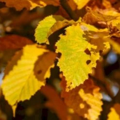 Avnbøg Carpinus Betulus Barrods,- 3 års (1/2) 100-125 Cm. Hækkvalitet. -Montoz Butik p500 54058 carpinus betulus 7bb1