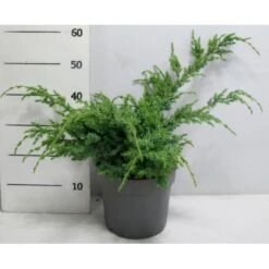 Kinesisk Enebær 'Blue Alps' Juniperus Chinensis 'Blue Alps' Potte 7,5 Liter 40-60 Cm.