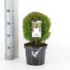Almindelig Thuja 'Teddy' Thuja Occidentalis 'Teddy' (dværgform) Potte 3,0 Liter,- 20-25 Cm. -Montoz Butik p5030 33883 thuja occidentalis teddy 2f63