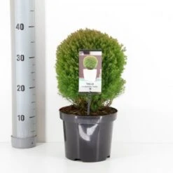 Almindelig Thuja 'Teddy' Thuja Occidentalis 'Teddy' (dværgform) Potte 3,0 Liter,- 20-25 Cm.