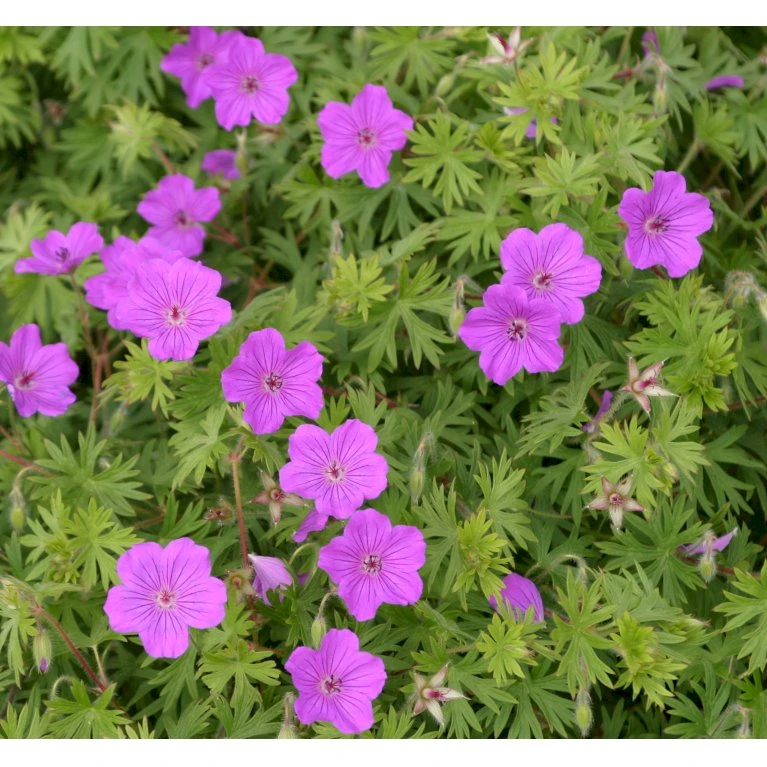 Storkenæb 'Tiny Monster' Geranium Hybrid 'Tiny Monster' 10 Cm. Potte 3 Storkenæb 'Tiny Monster' Geranium Hybrid 'Tiny Monster' 10 Cm. Potte