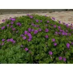 Storkenæb 'Tiny Monster' Geranium Hybrid 'Tiny Monster' 10 Cm. Potte 8 Storkenæb 'Tiny Monster' Geranium Hybrid 'Tiny Monster' 10 Cm. Potte -Montoz Butik p5057 36176 geranium hybrid tiny monster 7cf2