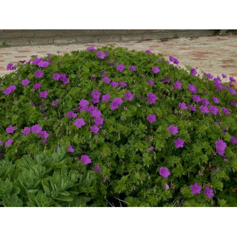 Storkenæb 'Tiny Monster' Geranium Hybrid 'Tiny Monster' 10 Cm. Potte 5 Storkenæb 'Tiny Monster' Geranium Hybrid 'Tiny Monster' 10 Cm. Potte - Billede 3