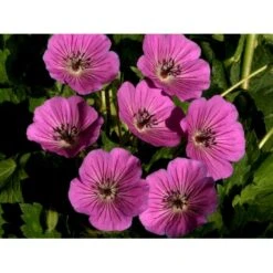 Storkenæb 'Pink Penny' Geranium Hybrid 'Pink Penny' 1 Liter Potte