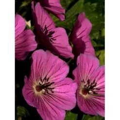 Storkenæb 'Pink Penny' Geranium Hybrid 'Pink Penny' 1 Liter Potte -Montoz Butik p5066 36185 geranium hybrid pink penny ac74