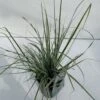 Star 'Everest' Carex Oshimensis 'Everest' 1 Liter Potte -Montoz Butik p5106 34099 carex oshimensis everest e2ec