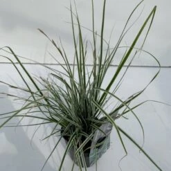 Star 'Everest' Carex Oshimensis 'Everest' 1 Liter Potte