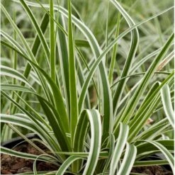 Star 'Everest' Carex Oshimensis 'Everest' 1 Liter Potte -Montoz Butik p5106 36134 carex oshimensis everest c6fe