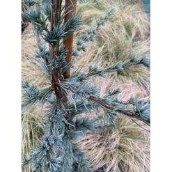 Libanon Ceder 'Glauca' Cedrus Libani 'Glauca' Potte 3,0 Liter,- 80-100 Cm. -Montoz Butik p512 36872 cedrus atlantica glauca 2c20