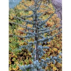 Libanon Ceder 'Glauca' Cedrus Libani 'Glauca' Potte 3,0 Liter,- 80-100 Cm. -Montoz Butik p512 36875 cedrus atlantica glauca 17f4