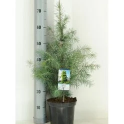 Himalaya Ceder Cedrus Deodara Potte 3,0 Liter,- 40-60 Cm.