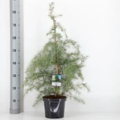 Himalaya Ceder Cedrus Deodara Potte 3,0 Liter,- 40-60 Cm. -Montoz Butik p513 33417 cedrus deodara 746a