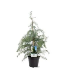 Himalaya Ceder Cedrus Deodara Potte 3,0 Liter,- 40-60 Cm. -Montoz Butik p513 39518 image 759f