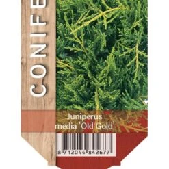 Kinesisk Enebær 'Old Gold' Juniperus Chinensis 'Old Gold' Potte 2,0 Liter,- 20-25 Cm.