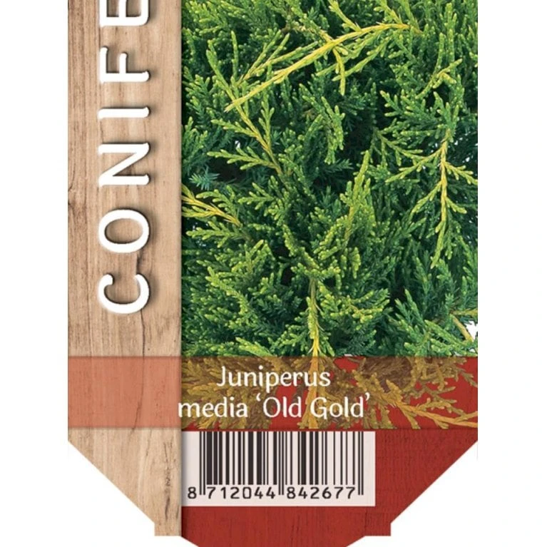 Kinesisk Enebær 'Old Gold' Juniperus Chinensis 'Old Gold' Potte 2,0 Liter,- 20-25 Cm. 3 Kinesisk Enebær 'Old Gold' Juniperus Chinensis 'Old Gold' Potte 2,0 Liter,- 20-25 Cm.