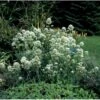 Sporebaldrian 'Albus' Centranthus Ruber 'Albus' 1 Liter Potte 1 Sporebaldrian 'Albus' Centranthus Ruber 'Albus' 1 Liter Potte -Montoz Butik p523 430 centranthus ruber albus 33e1