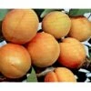 Abrikos 'Orangered' Prunus Armeniaca 'Orangered' 5 Liter Potte -Montoz Butik p5335 3944 prunus armeniaca orangered 6cfc