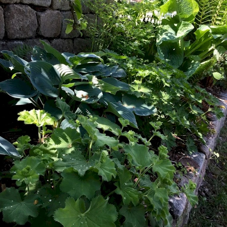 Løvefod 'Gold Strike' Alchemilla Sericata 'Gold Strike' 1 Liter Potte 3 Løvefod 'Gold Strike' Alchemilla Sericata 'Gold Strike' 1 Liter Potte