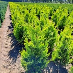 Cypres 'Ivonne' Chamaecyparis Lawsoniana 'Ivonne' Med Klump,- 80-100 Cm. -Montoz Butik p542 52572 chamaecyparis lawsoniana ivonne c9b3