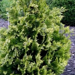Cypres 'Ivonne' Chamaecyparis Lawsoniana 'Ivonne' Med Klump,- 80-100 Cm. -Montoz Butik p542 52773 chamaecyparis lawsoniana ivonne 5bcc