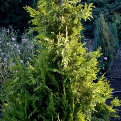 Cypres 'Ivonne' Chamaecyparis Lawsoniana 'Ivonne' Med Klump,- 80-100 Cm. -Montoz Butik p542 52774 chamaecyparis lawsoniana ivonne 666e