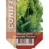 Ædelcypres 'Stardust' Chamaecyparis Lawsoniana 'Stardust' Potte 2,0 Liter,- 25-30 Cm. 2 Ædelcypres 'Stardust' Chamaecyparis Lawsoniana 'Stardust' Potte 2,0 Liter,- 25-30 Cm. -Montoz Butik p544 41987 chamaecyparis lawsoniana stardust 9ddc