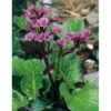 Kæmpestenbræk Bergenia Cordifolia 1 Liter Potte -Montoz Butik p5450 4035 bergenia cordifolia be05
