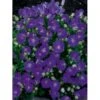 Karparterklokke 'Perla Blue' Campanula Carpatica 'Perla Blue' 10 Cm. Potte -Montoz Butik p5454 4038 campanula carpatica blue pearl f2bd